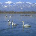 冬の池に浮かぶ白鳥の写真